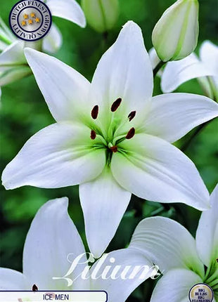 Lily-Lilium Ice Men 2-pakning NYHET