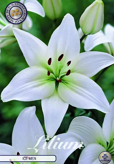 Lily-Lilium Ice Men 2-pakning NYHET