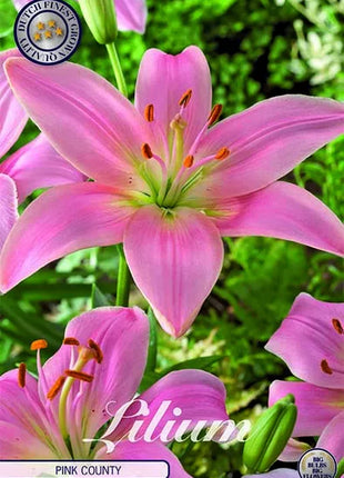 Lilium Pink County 2-pakning NYHET