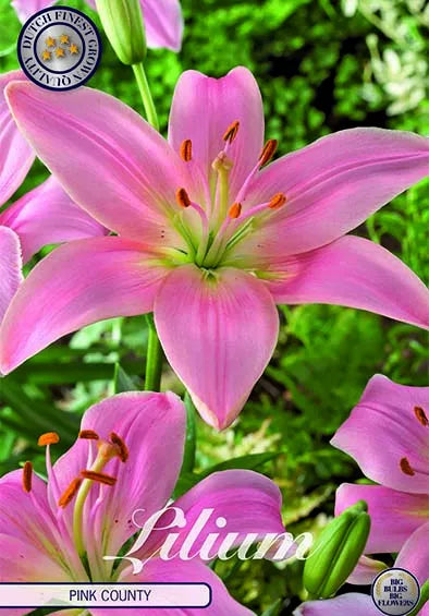 Lilium Pink County 2-pakning NYHET