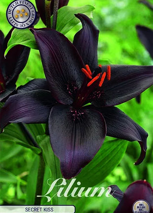 Lilium Asiatic Secret Kiss 2-pakning NYHET