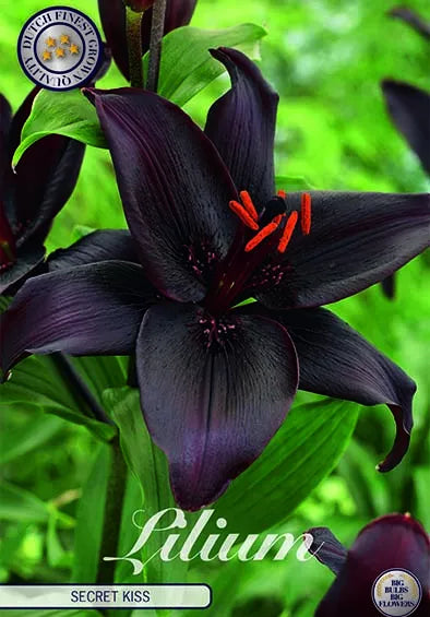 Lilium Asiatic Secret Kiss 2-pakning NYHET