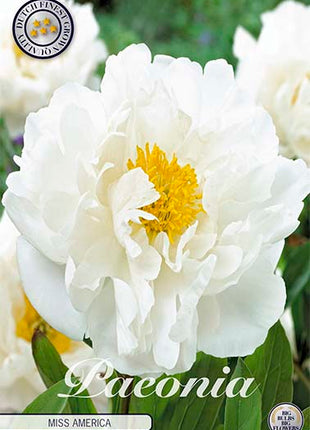 Peony-Paeonia Miss America 1-pakning