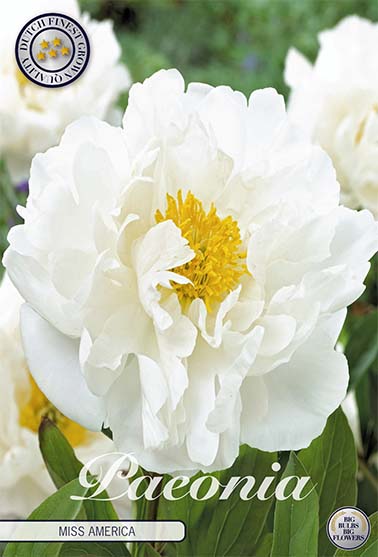 Peony-Paeonia Miss America 1-pakning