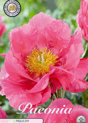 Peony-Paeonia Paula Fay 1-pakning