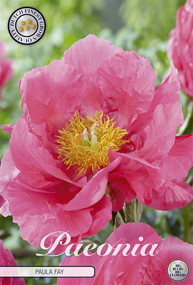 Peony-Paeonia Paula Fay 1-pakning