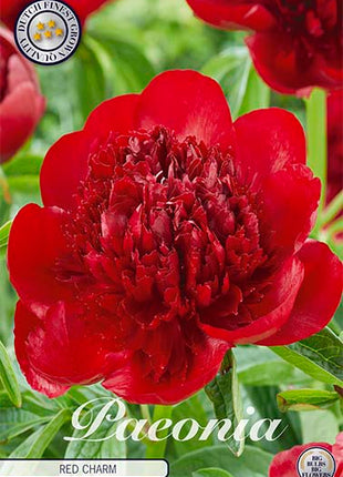 Peony-Paeonia Red Charm 1-pakning