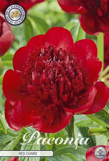 Peony-Paeonia Red Charm 1-pakning