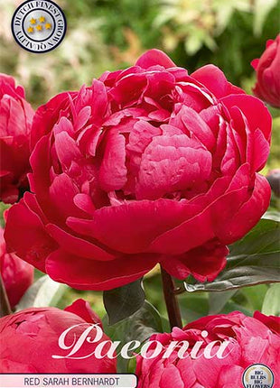 Peon-Paeonia Rød Sarah Bernhardt 1-pakning