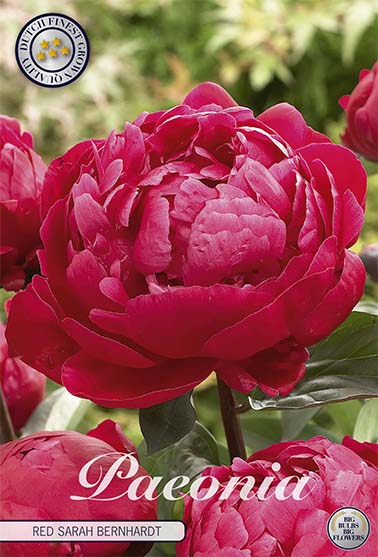 Peon-Paeonia Rød Sarah Bernhardt 1-pakning