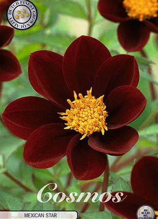 Cosmos Mexican Star 1-pakning