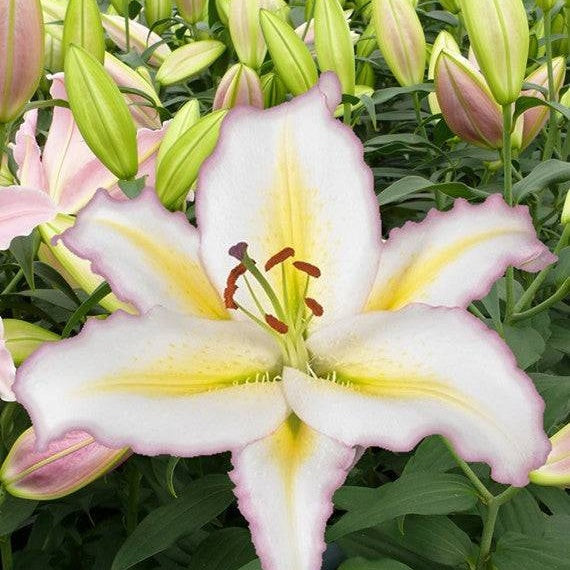Lilje-Lilium Orienpet 'Primrose Hill' 2-pakning