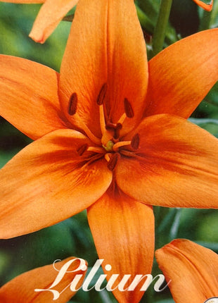 Lilium Asiatic Lily 'Orange Summer' NY 2-pakning