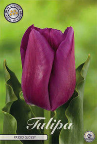 Tulip Triumph Passio Glossy 7-pakning (NY)
