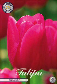 Tulip Triumph Pink Ardor 10-pakning (NY)