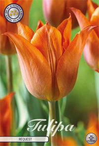 Tulip Triumph Request 10-pakning (NY)