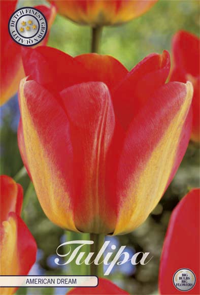 Tulip Darwin Hybride American Dream 10-pakning (NY)