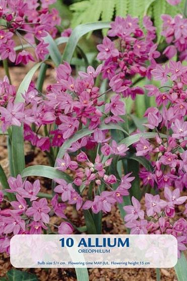 Allium Oreophilum 10-pakning