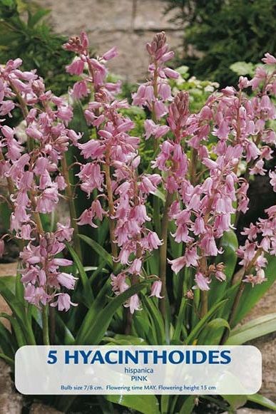 Spansk Bell Hyacinth Rosa 5-pakning
