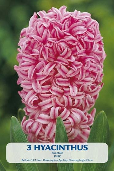 Hyacinth Pink Pearl 2-pakning