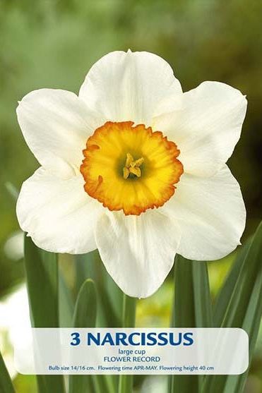 Narcissus Flower Record 3-pakning