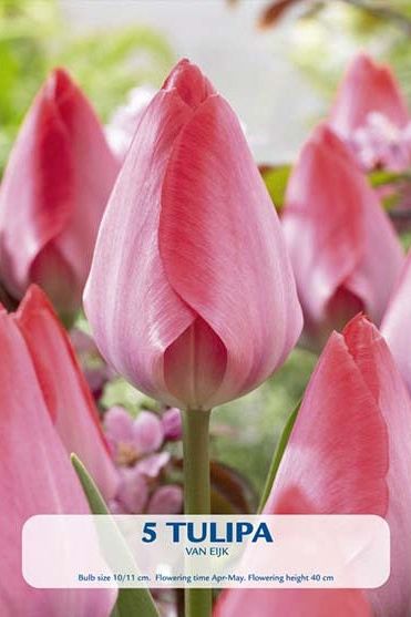 Tulip van Eijk 5-pakning