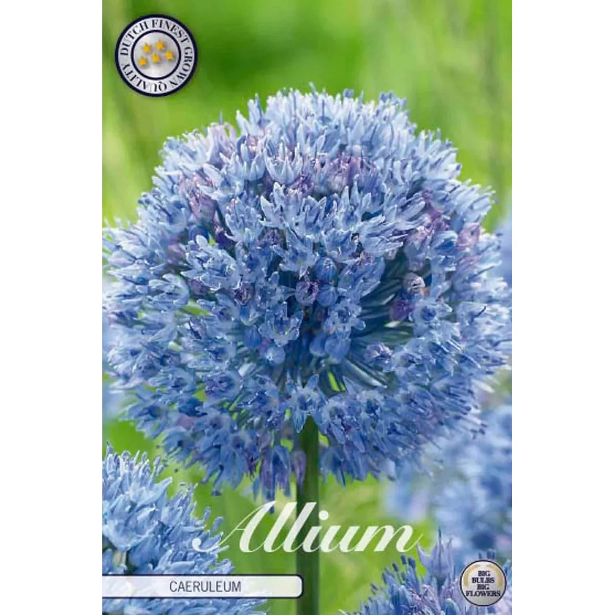 Allium 'Caeruleum' 15-pakning
