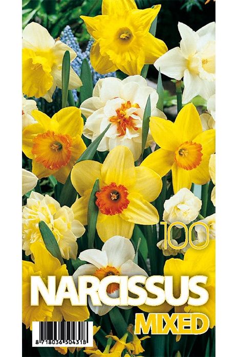Narcissus Mix 100 stk