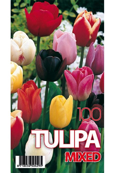 Tulpan Mix 100-pakning