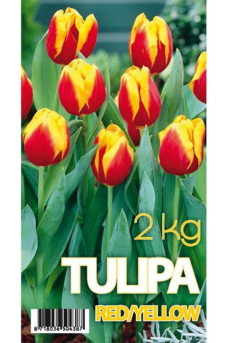 Tulpan Danmark 50-pakning