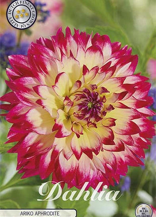 Dahlia Ariko Aphrodite Dekorativ 1-pakning NYHET