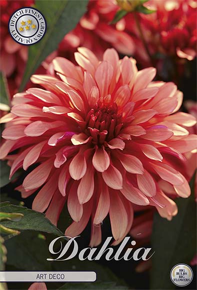 Dahlia Gallerie Art Deco 1-pakning