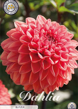 Dahlia Blitzer Dekorativ 1-Pak NYHET