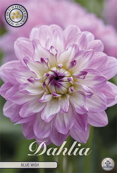 Dahlia Blue Wish Dekorativ 1-Pak NYHET