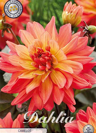 Dahlia Camelot Dekorativ 1-pakning NYHET