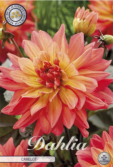 Dahlia Camelot Dekorativ 1-pakning NYHET