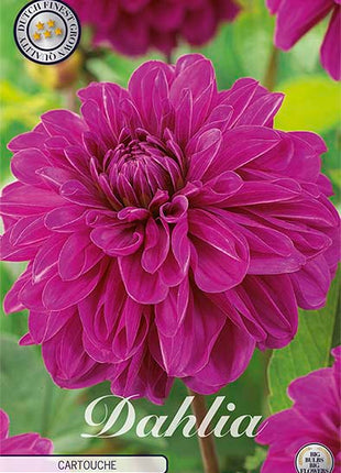 Dahlia Cartouche Dekorativ 1-pakning NYHET