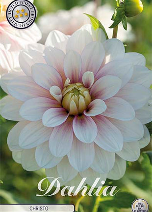 Dahlia Christo Dekorativ 1-pakning NYHET