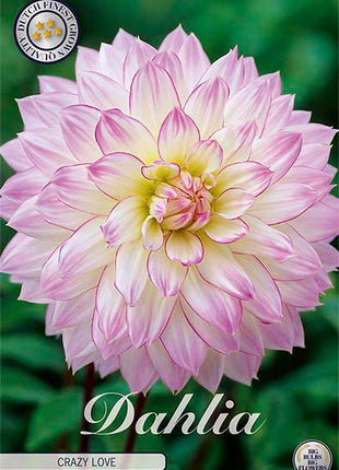 Dahlia Crazy Love Dekorativ 1-pakning NYHET