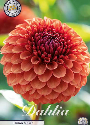 Dahlia Ball Brunt Sukker 1-pakning NYHET