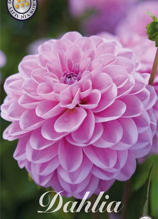 Dahlia Ball Dallas 1-pakning NYHET