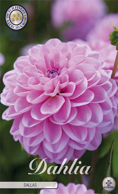 Dahlia Ball Dallas 1-pakning NYHET