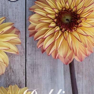 Dahlia Ball Gelia 1-pakning NYHET