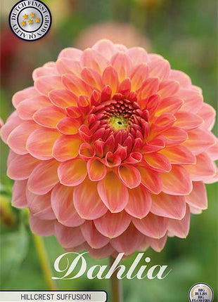 Dahlia Boll Hillcrest Suffusion 1-pakning NYHET