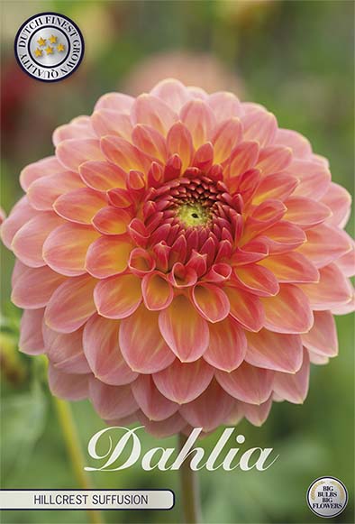 Dahlia Boll Hillcrest Suffusion 1-pakning NYHET