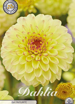 Dahlia Boll Isa Favorite 1-pakning NYHET