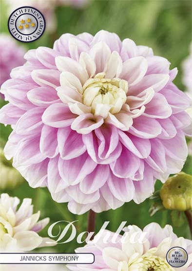 Dahlia Boll Jannicks symfoni 1-pakning NYHET