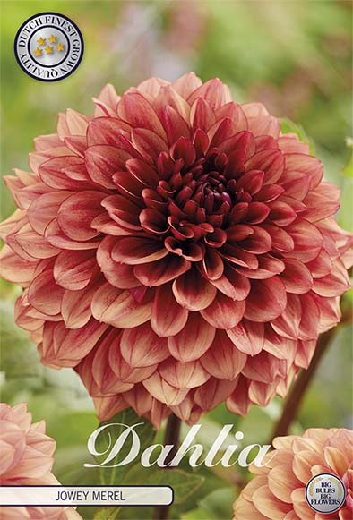 Dahlia Boll Jowey Merel 1-pakning NYHET