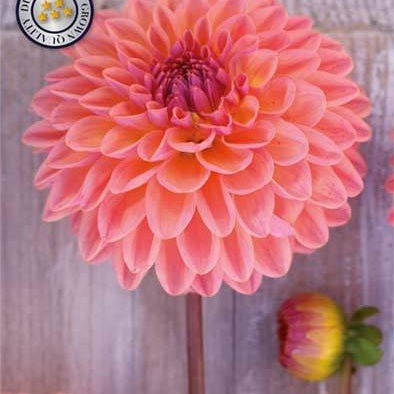 Dahlia Boll Moderato 1-pak NYHET