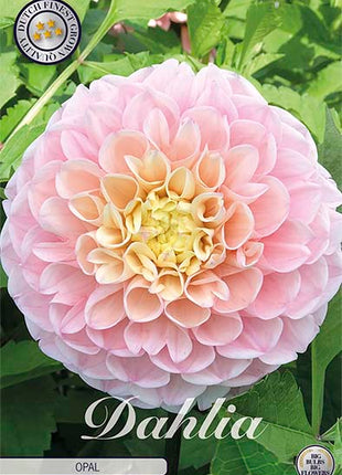 Dahlia Ball Opal 1-pakning NYHET